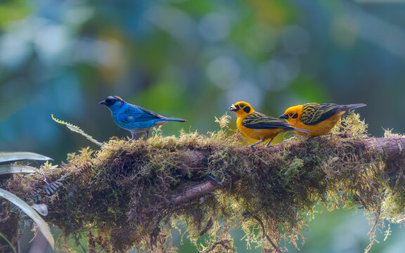 Golden tanager and Golden-naped Tanager, passeriformes
