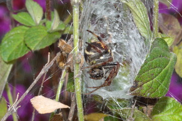 Spider in a funnel web in Cotacachi, Ecuador