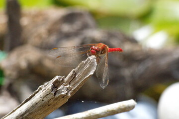 Red dragonfly perched on a twig in Cotacachi, Ecuador