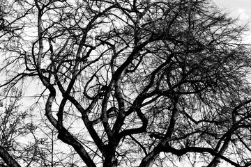 grafika drzew bez liści, jesień - obrazy, fototapety, plakaty