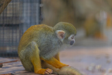 東京都／江戸川／リスザル