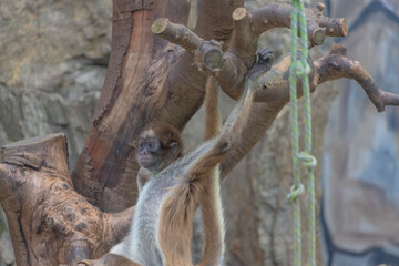 東京都／江戸川／サル