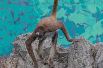 東京都／江戸川／サル