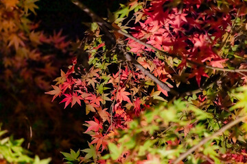 東京都／杉並／紅葉