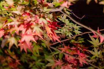 東京都／杉並／紅葉
