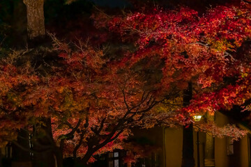Fototapeta premium 東京都／杉並／紅葉