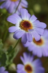 Obraz premium Close-up of a beautiful light blueish purple Swan River Daisy.