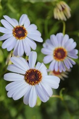 Beautiful White Swan River Daisies