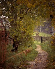 Covered-by-falling leaves road surrounded by colorful trees continuing till the woody fence