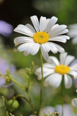 Beautiful White Swan River Daisies