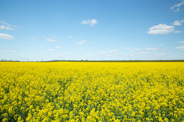 Obraz premium canola flower field, west of turkey