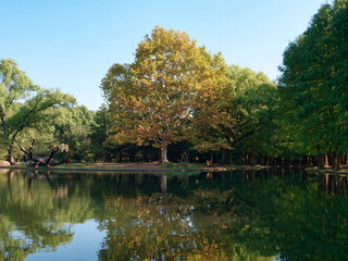Fototapeta na wymiar Peaceful landscape of Shanghai Gongqing forest park in sunny autumn day, colorful trees with blue sky and reflection in lake.