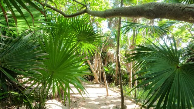 Walk through the colorful jungle in the archaeological zone of Tulum, Mexico. Caribbean coast. Steadicam slow motion footage.
