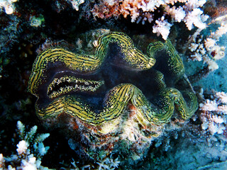 Underwater photography into the Red Sea of Tridacna Maxima Clam