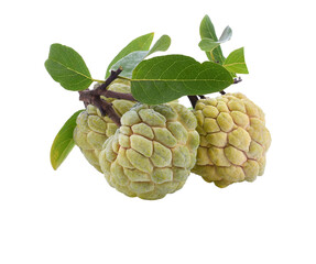 Fototapeta premium Sugar apple or custard apple isolated transparene png