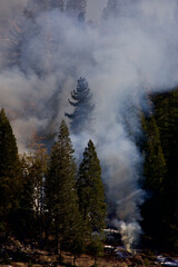 smoke from a controlled burn amongst the trees near shaver lake, california