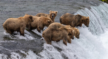 Grizzly bears fishing for salmon on waterfall