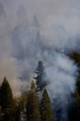smoke rises from a controlled fire near shaver lake, california