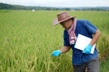 Naklejka na ściany i meble Asian farmer wears hat, blue shirt and gloves, holds paper clipboard, check growth and diseases of rice plants in paddy field. Concept, Agriculture research and study to develop crops. 