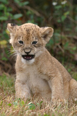 Obraz na płótnie Canvas Cute young lion cub snarling