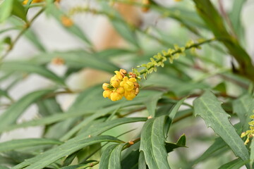 Berberis fortunei ( Mahonia fortunei ) flowers.
Berberidaceae evergreen shrub. Yellow flowers bloom in autumn and berries ripen in spring and are used as ingredients such as jam.