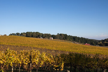 Grapevines in the Adelaide Hills.
