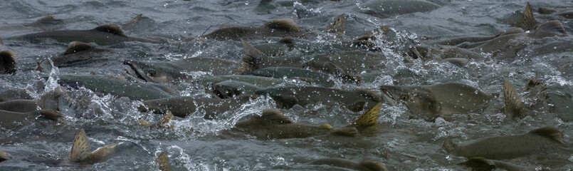 Salmon migrating