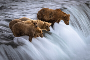 grizzly bears on waterfall - obrazy, fototapety, plakaty