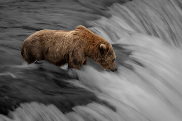 Fototapeta premium grizzly bear on waterfall