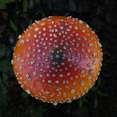 Mushroom cap