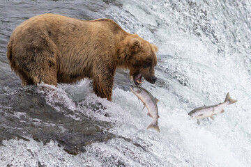 grizzly bear catching salmon