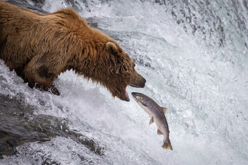 Grizzly bear catching salmon