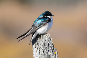 Bird sitting on fence