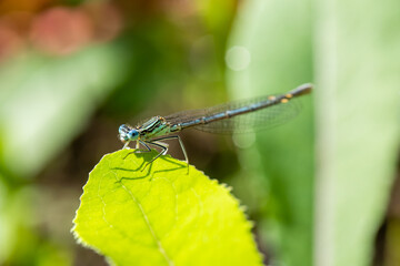 Enallagma cyathigerum (common blue damselfly, common bluet, or northern bluet)