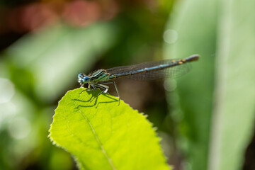 Enallagma cyathigerum (common blue damselfly, common bluet, or northern bluet)
