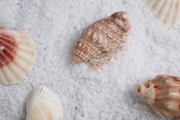 Beautiful shells on natural sea salt, flat lay