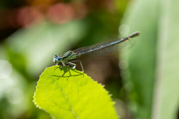 Enallagma cyathigerum (common blue damselfly, common bluet, or northern bluet)