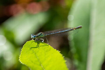 Enallagma cyathigerum (common blue damselfly, common bluet, or northern bluet)