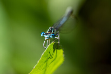 Enallagma cyathigerum (common blue damselfly, common bluet, or northern bluet)