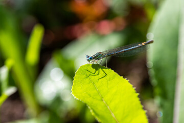 Enallagma cyathigerum (common blue damselfly, common bluet, or northern bluet)