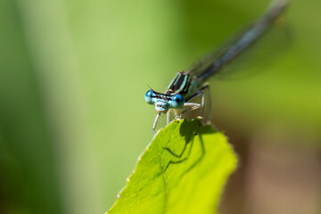 Enallagma cyathigerum (common blue damselfly, common bluet, or northern bluet)