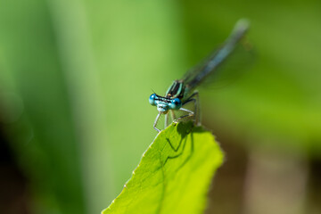 Enallagma cyathigerum (common blue damselfly, common bluet, or northern bluet)