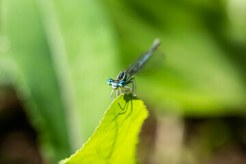 Enallagma cyathigerum (common blue damselfly, common bluet, or northern bluet)