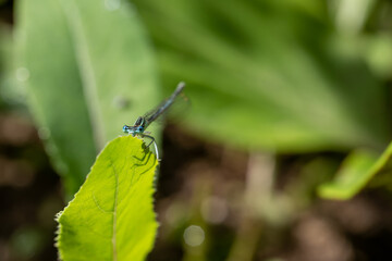 Enallagma cyathigerum (common blue damselfly, common bluet, or northern bluet)