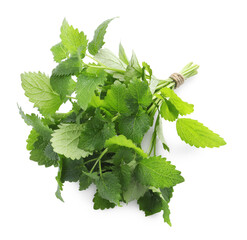 Bunch of fresh lemon balm on white background