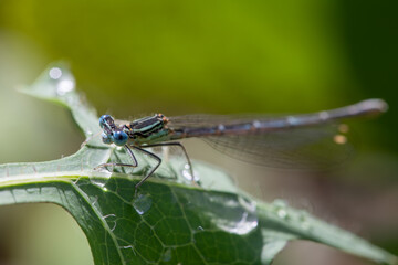 Enallagma cyathigerum (common blue damselfly, common bluet, or northern bluet)