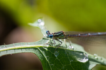 Enallagma cyathigerum (common blue damselfly, common bluet, or northern bluet)