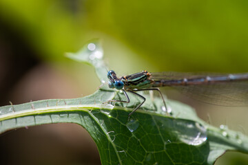 Enallagma cyathigerum (common blue damselfly, common bluet, or northern bluet)
