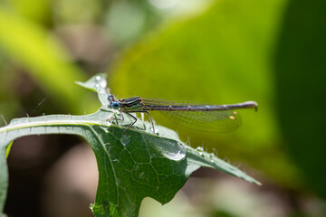 Enallagma cyathigerum (common blue damselfly, common bluet, or northern bluet)