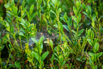 Fototapeta premium Habitat for insects, wildflowers and herbs in rural garden.